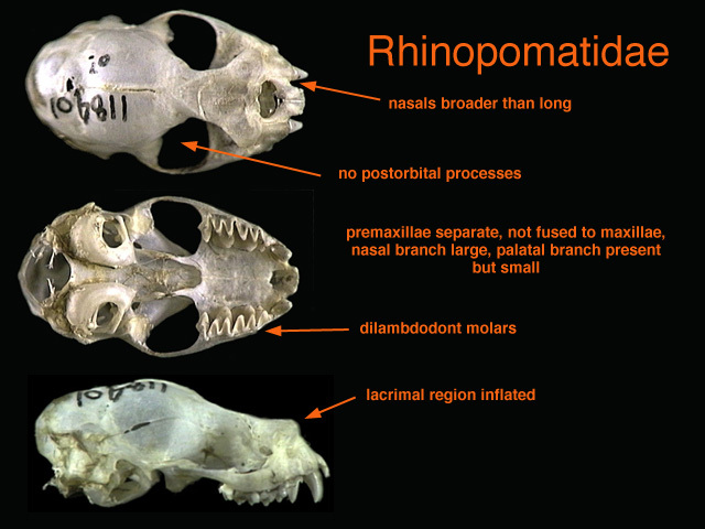 Rhinopoma