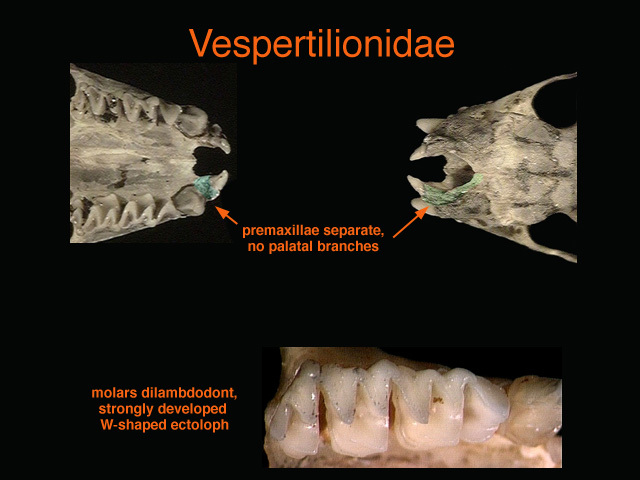 Vertebrata