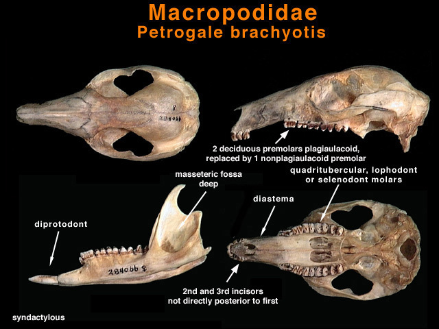 Macropodidae