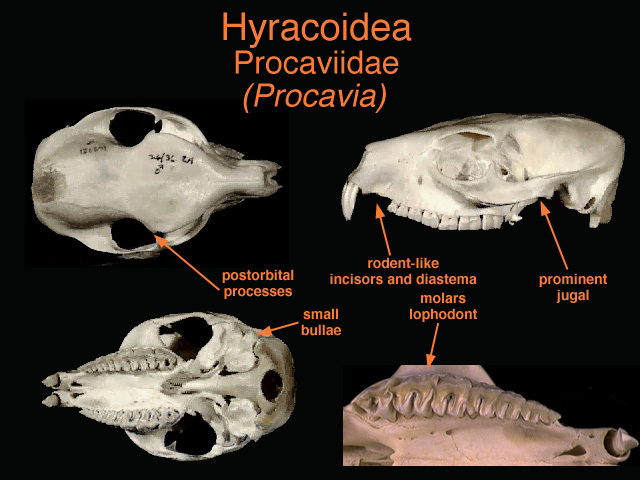 procaviidae