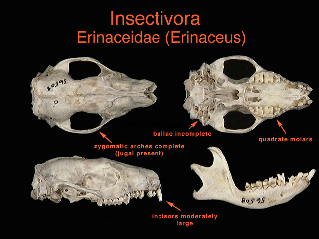 erinaceidae