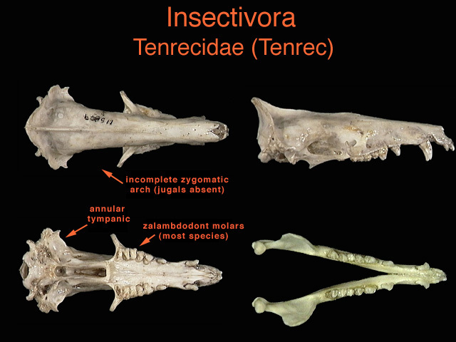 Deuterostomia