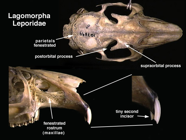 leporidae