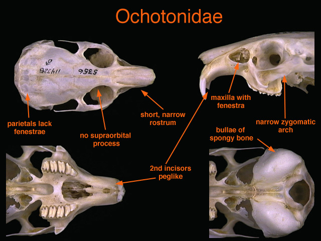 ochotonidae