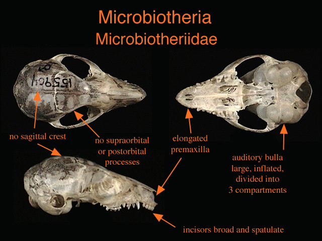 Microbiotheria