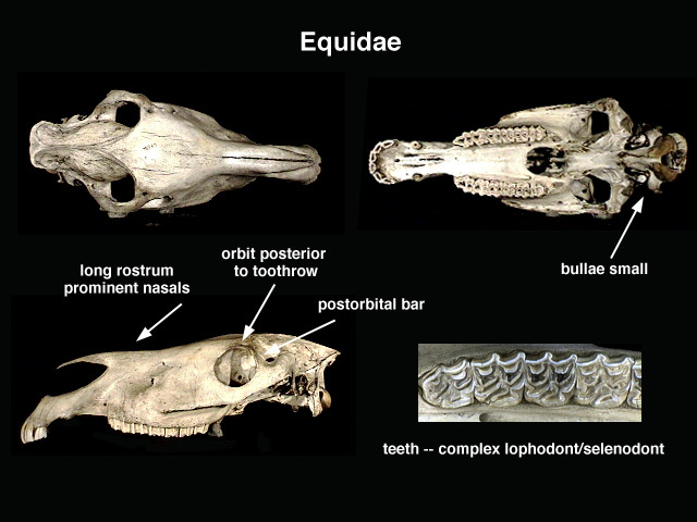 Deuterostomia