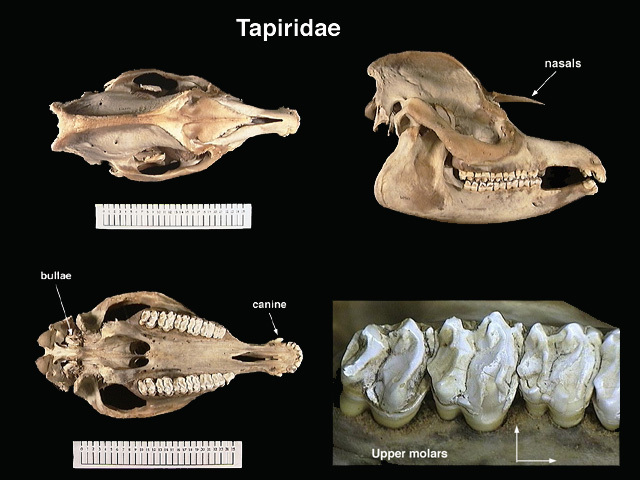 Tapiridae