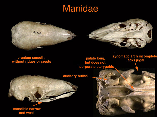 Manidae