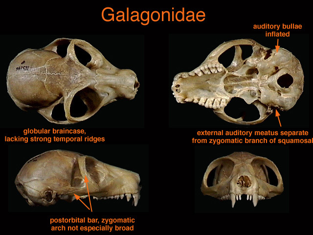 Otolemur crassicaudatus