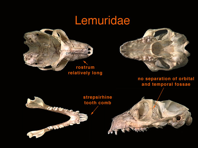 Lemuroidea
