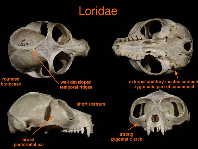 Lorisidae