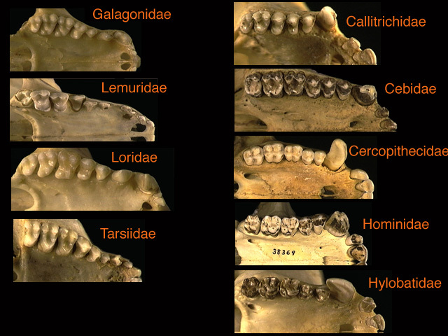 primate_teeth