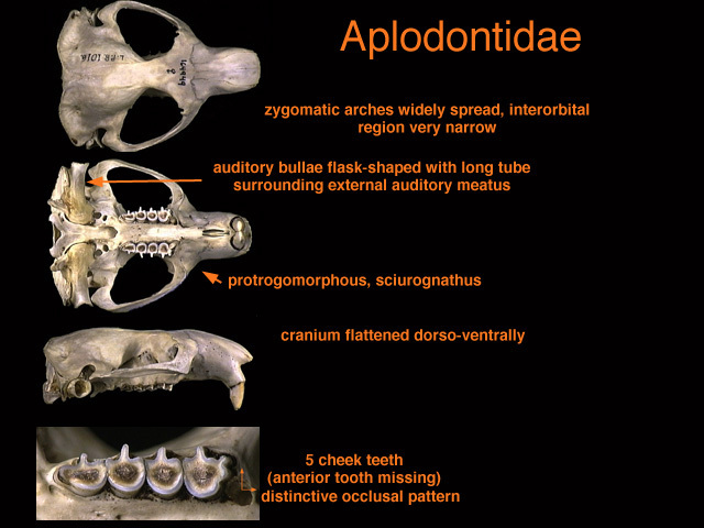 Aplodontia rufa