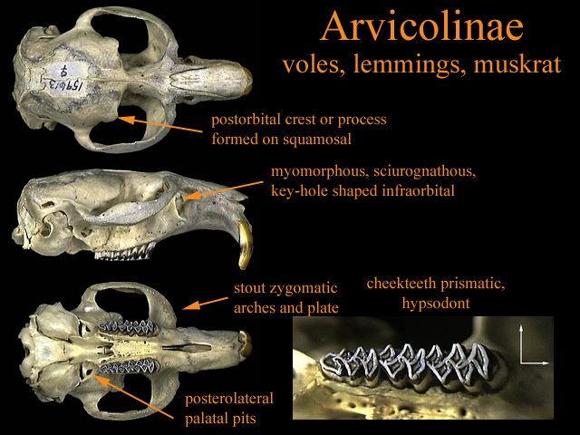 Vertebrata