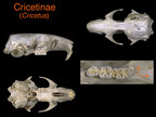 ADW: Mesocricetus auratus: INFORMATION