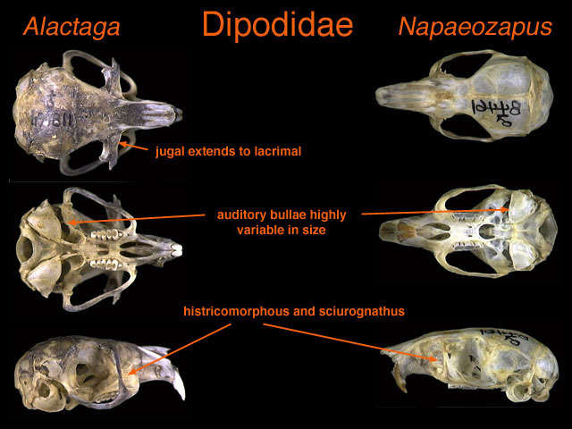 Dipodoidea