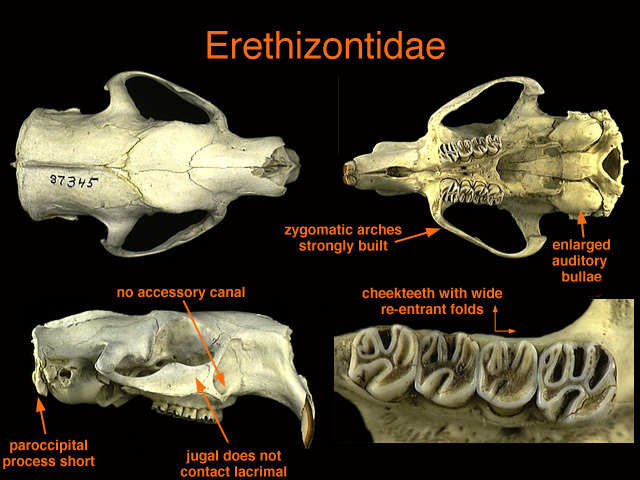 Erethizontidae