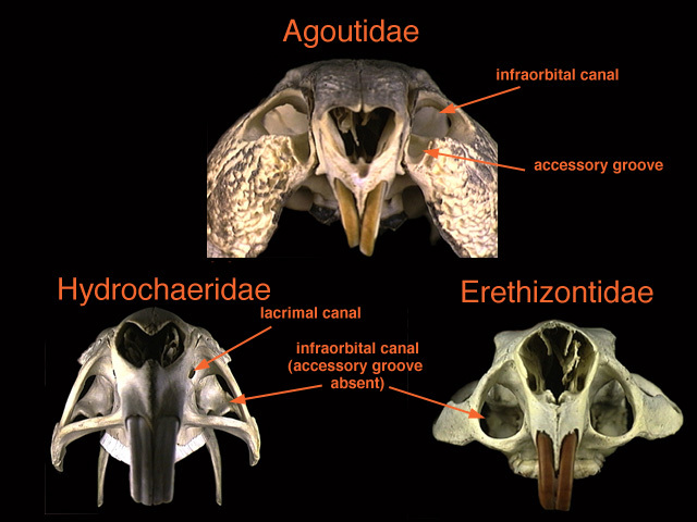 Erethizontidae