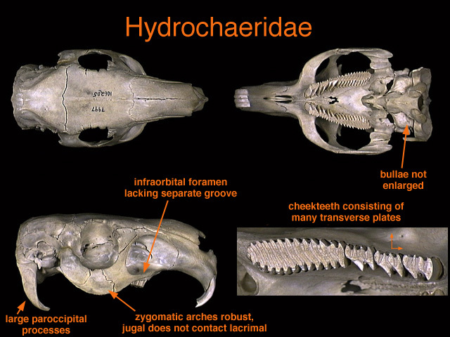 hydrochaeridae