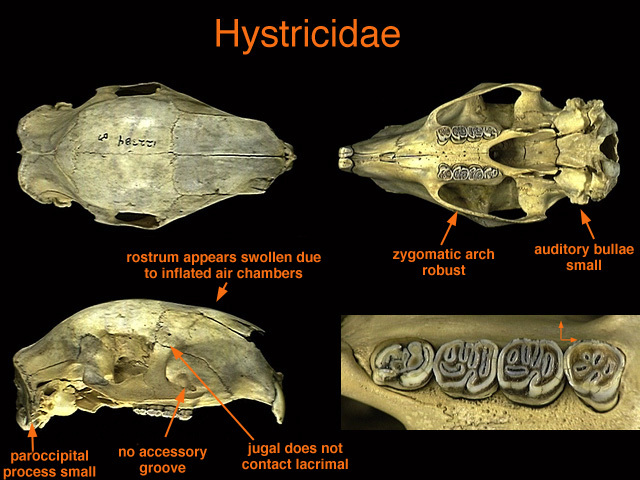 hystricidae