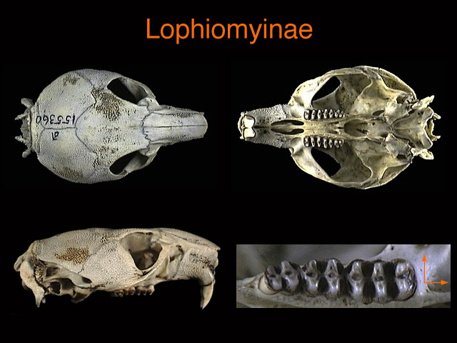 Eumetazoa