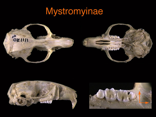 Nesomyidae