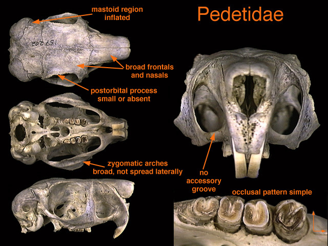 Pedetes