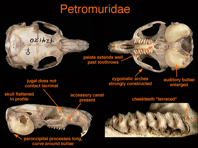 Petromus typicus