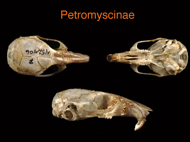 petromyscinae