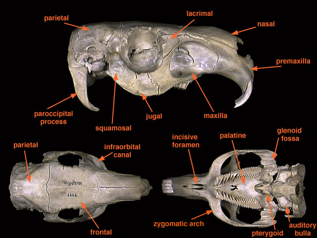 glenoid fossa skull