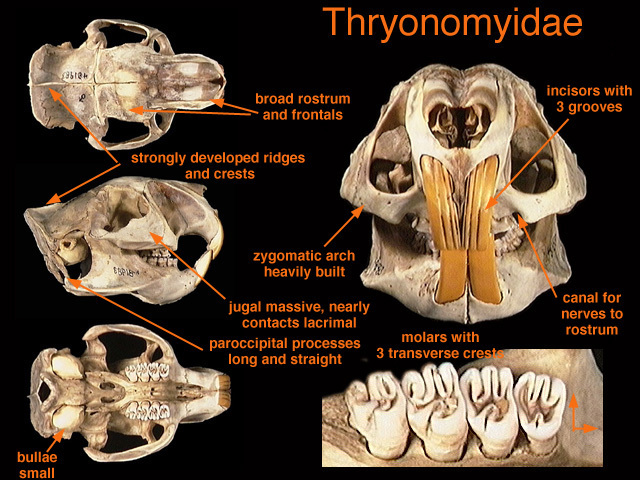 thryonomyidae