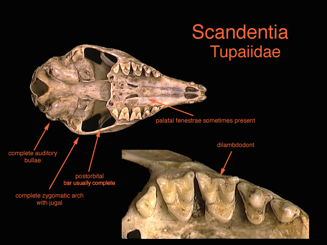 Tupaiidae