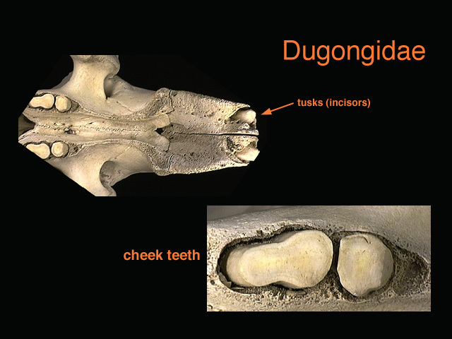 Vertebrata