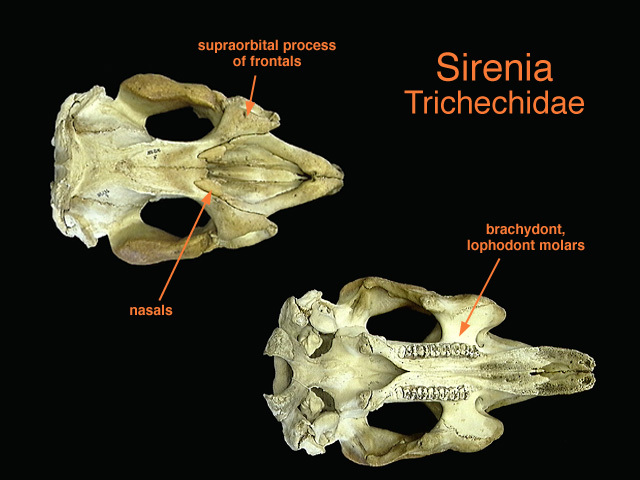 Tetrapoda