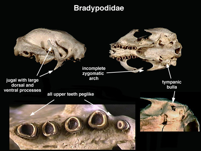 Bradypodidae