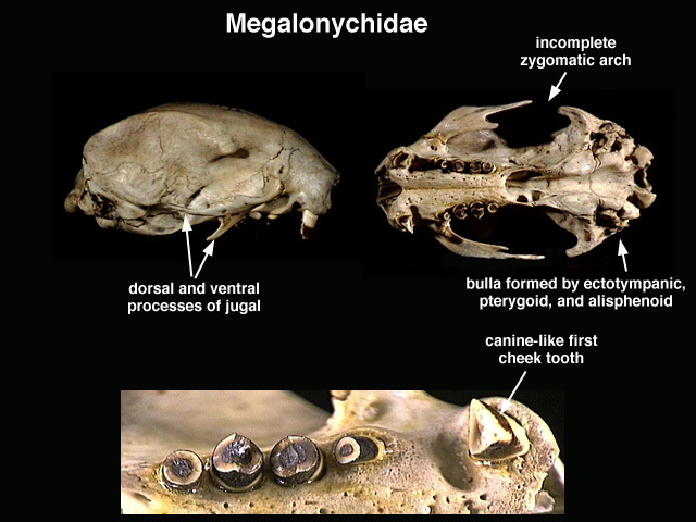 megalonychidae