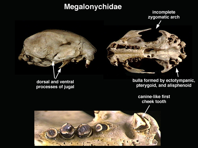 Deuterostomia