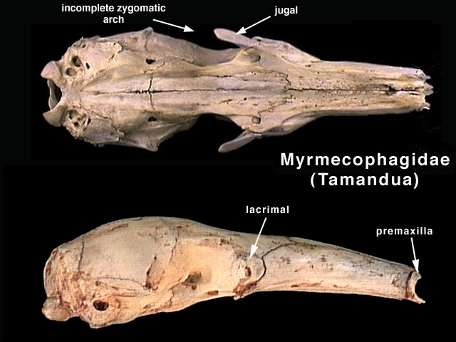 myrmecophagidae1
