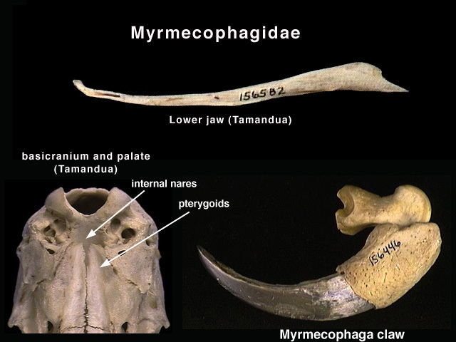 Tamandua tetradactyla