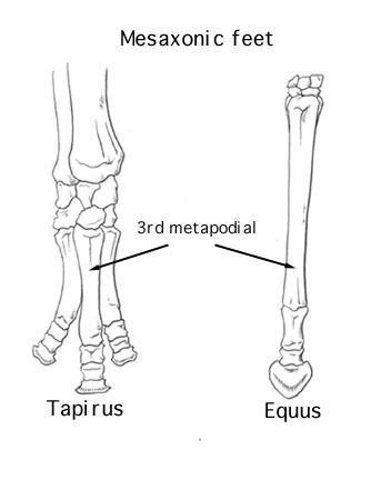 Eumetazoa