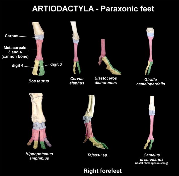 paraxonic_feet2