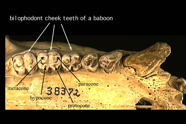 ADW The Diversity of Cheek Teeth