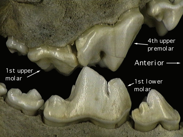 Sarcopterygii