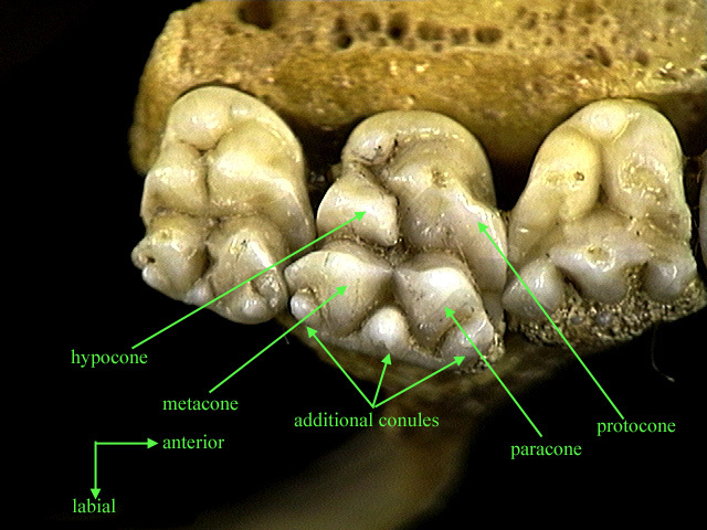 cow teeth anatomy