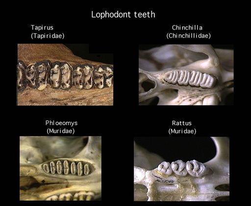 Animal Teeth Identification