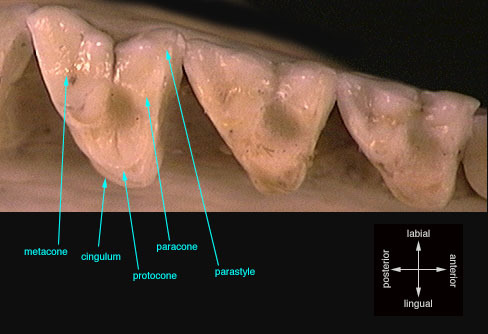 Sarcopterygii