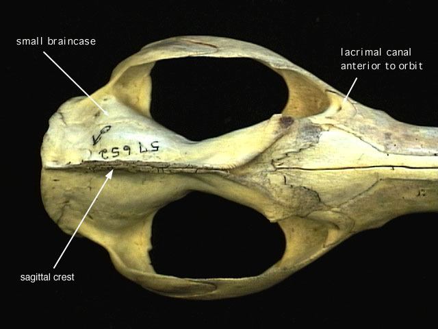 Chordata