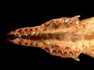 Deuterostomia