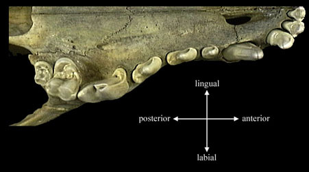 ADW: Structure and placement of individual teeth