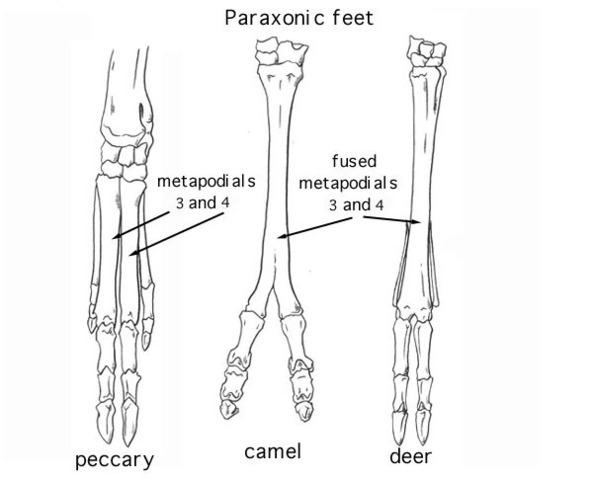 ADW: Cervidae: SPECIMENS